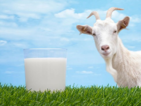 JUNÉO Lait nourrisson chèvre 1er âge 900g - de 0 à 6 mois – bernadea